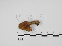 登錄號:F0028720藏品圖，第3張