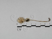 登錄號:F0028728藏品圖，第1張