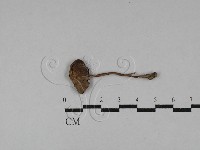 登錄號:F0028729藏品圖，第1張