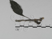 登錄號:F0028732藏品圖，第1張