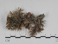 登錄號:F0028733藏品圖，第1張