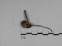 登錄號:F0028735藏品圖，第1張