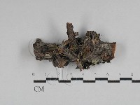 登錄號:F0028736藏品圖，第1張