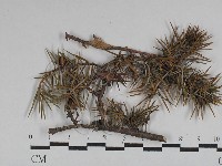 登錄號:F0028738藏品圖，第1張