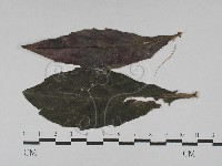 登錄號:F0028739藏品圖，第1張