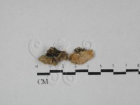 栓菌屬藏品圖，第1張