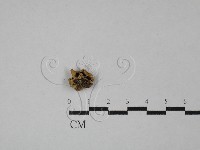 登錄號:F0028743藏品圖，第1張