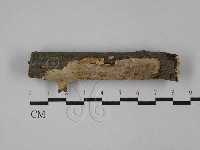 刺皮菌屬藏品圖，第1張