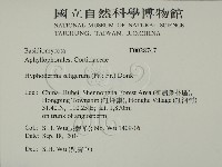 剛毛絲皮菌藏品圖，第2張