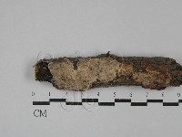 刺皮菌屬藏品圖，第1張