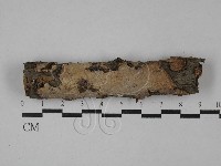 刺皮菌屬藏品圖，第1張