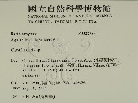 登錄號:F0028754藏品圖，第2張