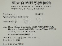 絲齒菌屬藏品圖，第2張