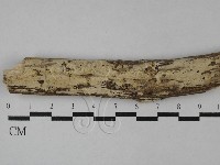 絲齒菌屬藏品圖，第1張