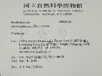 射脈菌屬藏品圖，第2張
