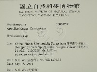 絲齒菌屬藏品圖，第2張