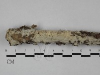 絲齒菌屬藏品圖，第1張