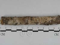 絲皮菌屬藏品圖，第1張
