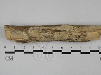 絲齒菌屬藏品圖，第1張