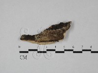 登錄號:F0028766藏品圖，第1張