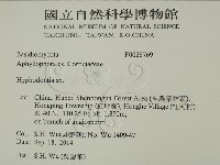 絲齒菌屬藏品圖，第2張
