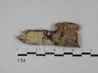 絲齒菌屬藏品圖，第1張