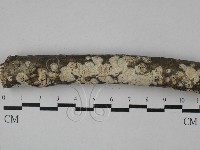 絲皮菌屬藏品圖，第1張