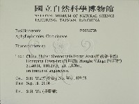 顯絲菌屬藏品圖，第2張