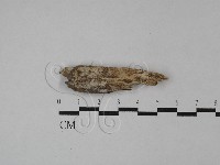 登錄號:F0028784藏品圖，第1張
