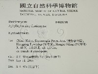 絲皮菌屬藏品圖，第2張