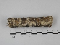 絲皮菌屬藏品圖，第1張