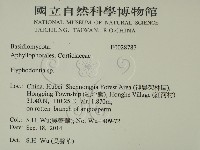 絲齒菌屬藏品圖，第2張