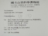 顯絲菌屬藏品圖，第2張