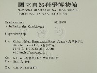 絲齒菌屬藏品圖，第2張