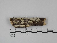 絲齒菌屬藏品圖，第1張