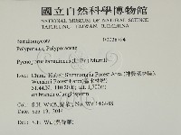 血紅密孔菌藏品圖，第2張