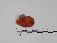 血紅密孔菌藏品圖，第3張