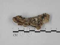 栓菌屬藏品圖，第1張