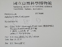 絲齒菌屬藏品圖，第2張