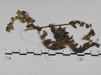 登錄號:F0028804藏品圖，第4張