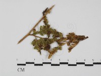 登錄號:F0028805藏品圖，第1張