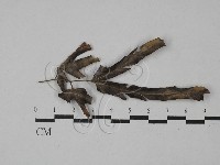 登錄號:F0028807藏品圖，第1張