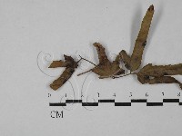 登錄號:F0028808藏品圖，第1張