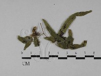 登錄號:F0028809藏品圖，第1張