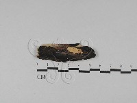 登錄號:F0028812藏品圖，第1張