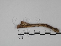 登錄號:F0028813藏品圖，第4張