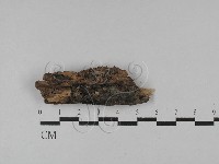 登錄號:F0028815藏品圖，第1張