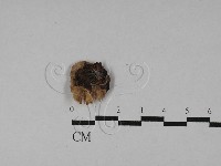 登錄號:F0028816藏品圖，第1張