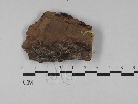 登錄號:F0028820藏品圖，第1張