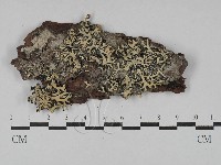 登錄號:F0028821藏品圖，第1張